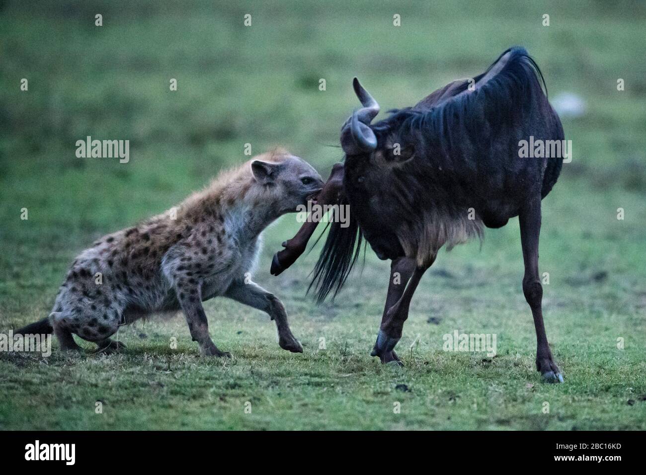 Safarigoers were stunned when a solitary hyena grabbed on to the leg of a huge wildebeest. KENYA: PHOTOGRAPHER captures the animal kingdom?s David and Stock Photo