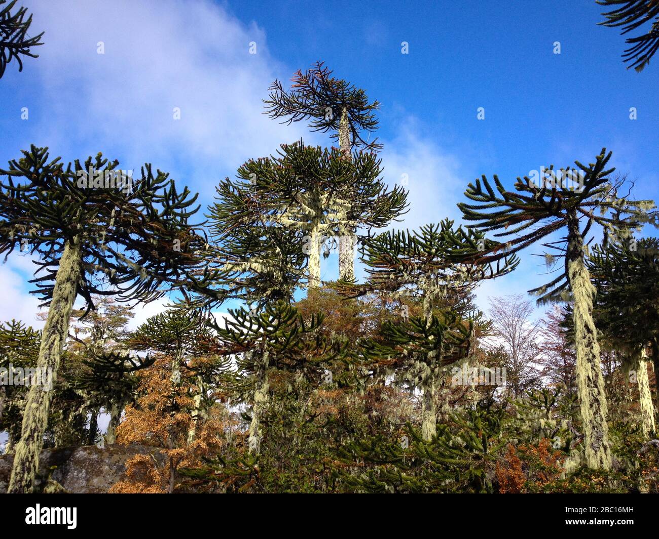 Monkey Puzzle Tree Araucaria Araucana Native Forests At Nahuelbuta 