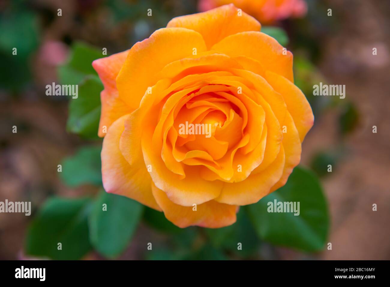 Orange rose. Stock Photo