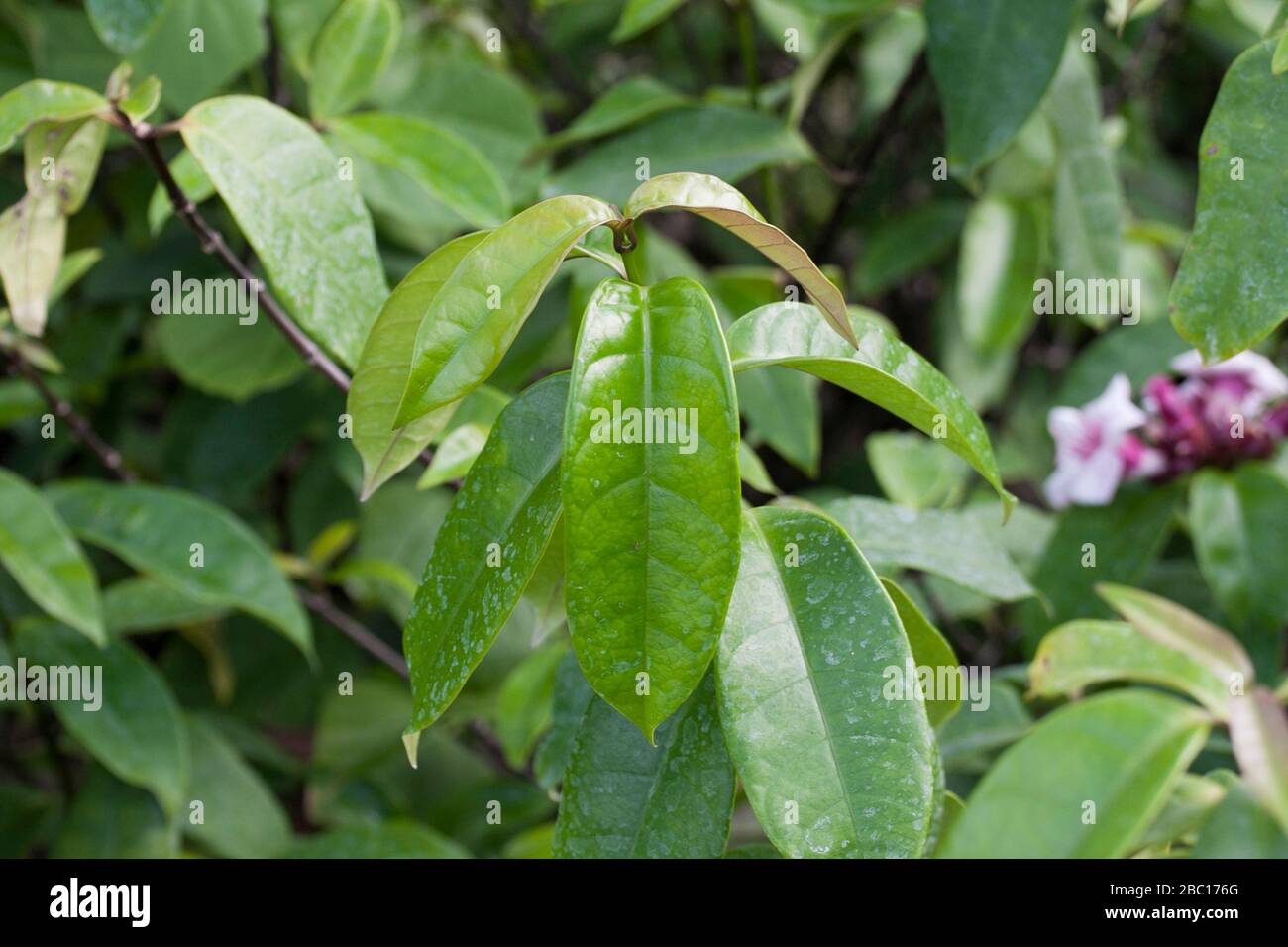 Medicinal plant of Thailand. Stock Photo