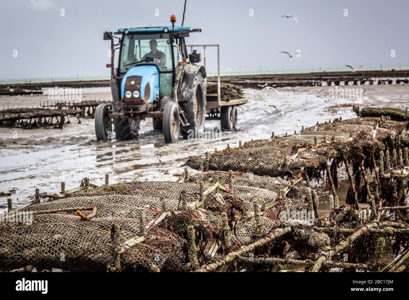 GATHERING IN THE OYSTER BAGS, OYSTER BEDS, CANCALE, ILLE-ET-VILAINE (35), FRANCE Stock Photo