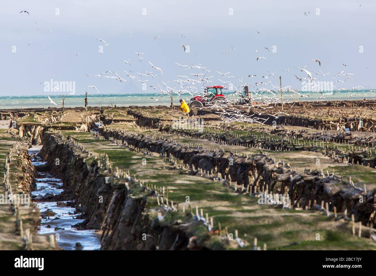 GATHERING IN THE OYSTER BAGS, OYSTER BEDS, CANCALE, ILLE-ET-VILAINE (35), FRANCE Stock Photo
