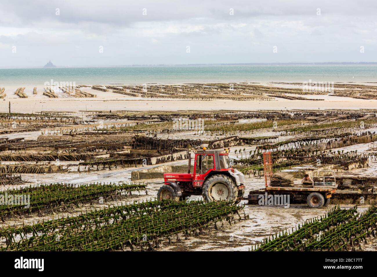 OYSTER BEDS, CANCALE, ILLE-ET-VILAINE (35), FRANCE Stock Photo