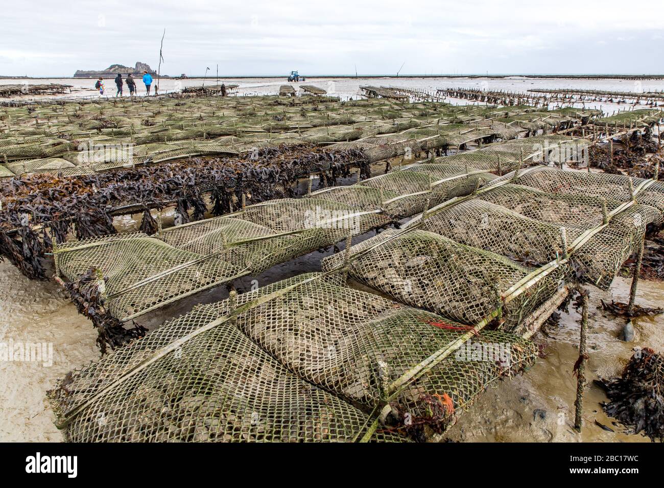 OYSTER BEDS, CANCALE, ILLE-ET-VILAINE (35), FRANCE Stock Photo