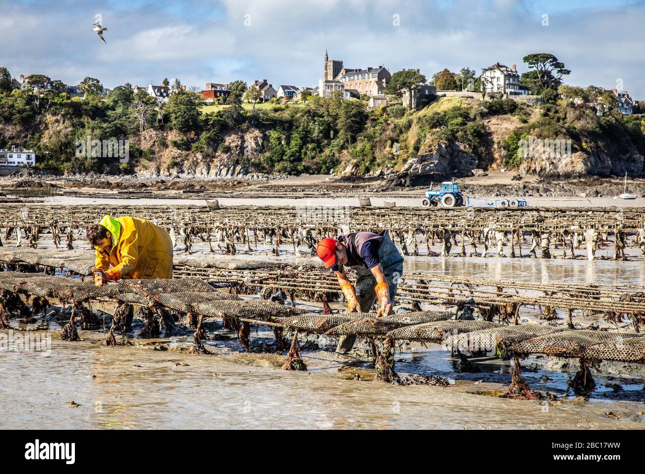 GATHERING IN THE OYSTER BAGS, OYSTER BEDS, POINTE DU HOCK, CANCALE, ILLE-ET-VILAINE (35), FRANCE Stock Photo