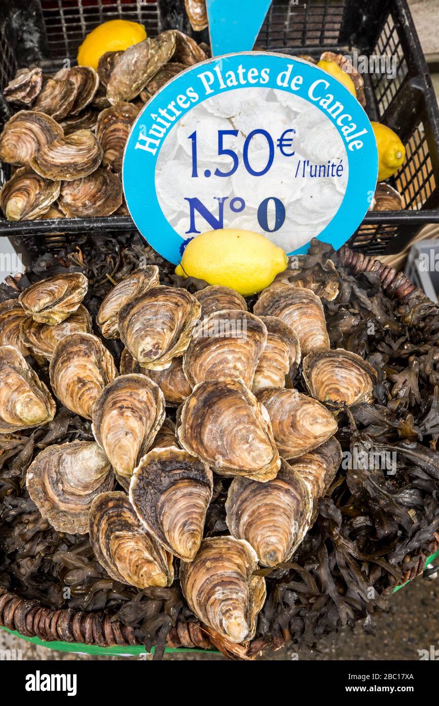 FLAT-SHELL OYSTERS, CANCALE, CANCALE, ILLE-ET-VILAINE (35), FRANCE Stock Photo