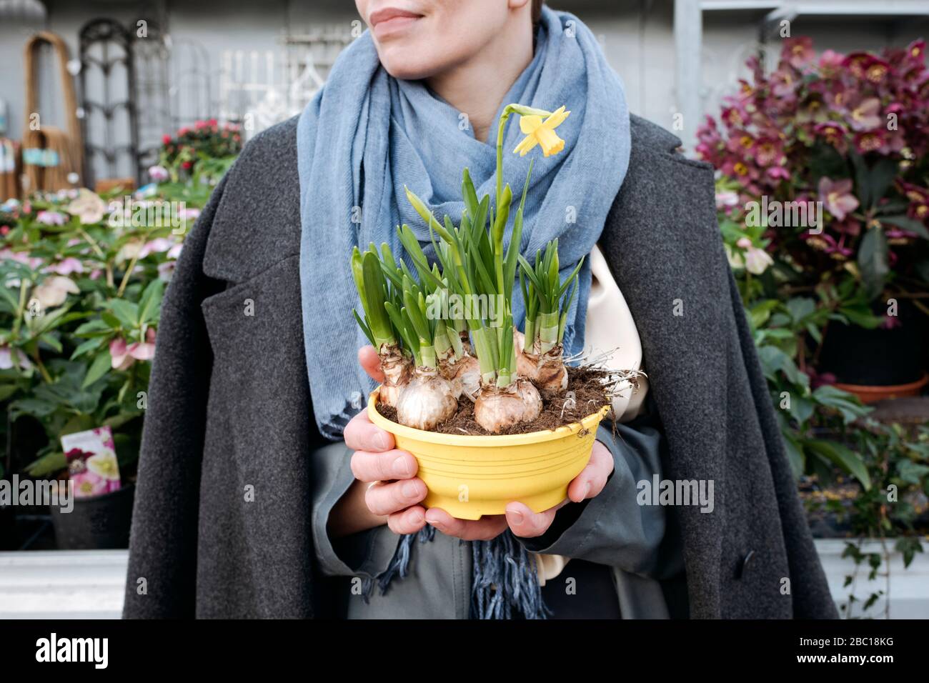 Woman's hands with narcissus pot Stock Photo