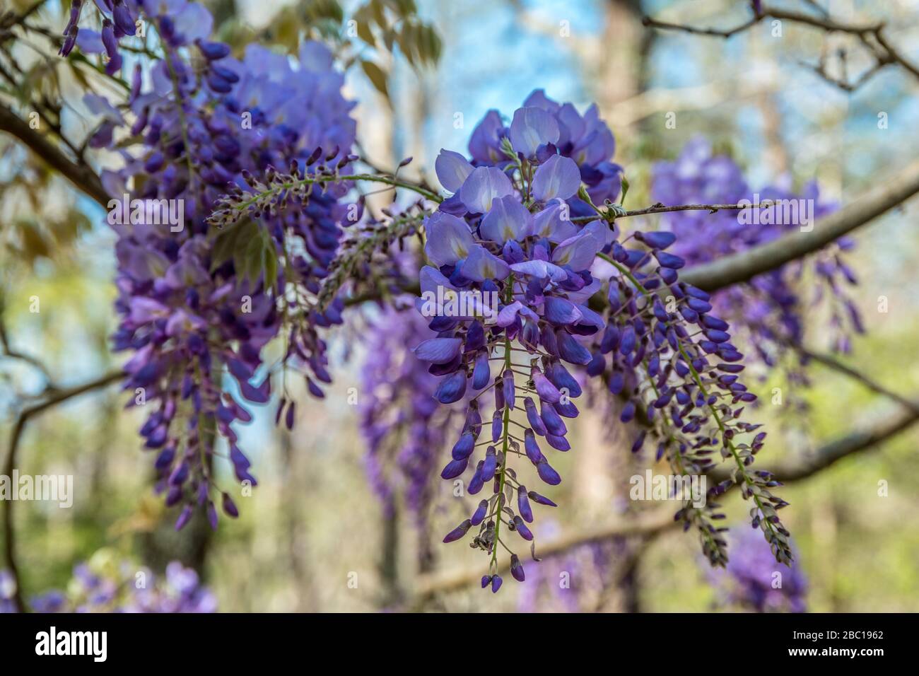 A purple flowering wisteria vine hanging from a tree branch just starting  to bloom in early spring on a bright sunny day Stock Photo - Alamy
