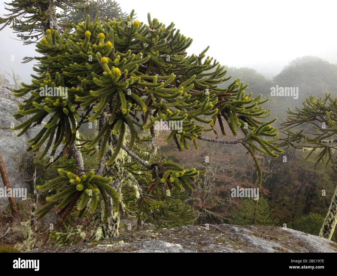 Monkey puzzle tree (Araucaria araucana) native forests at Nahuelbuta national park, Southern Chile Stock Photo