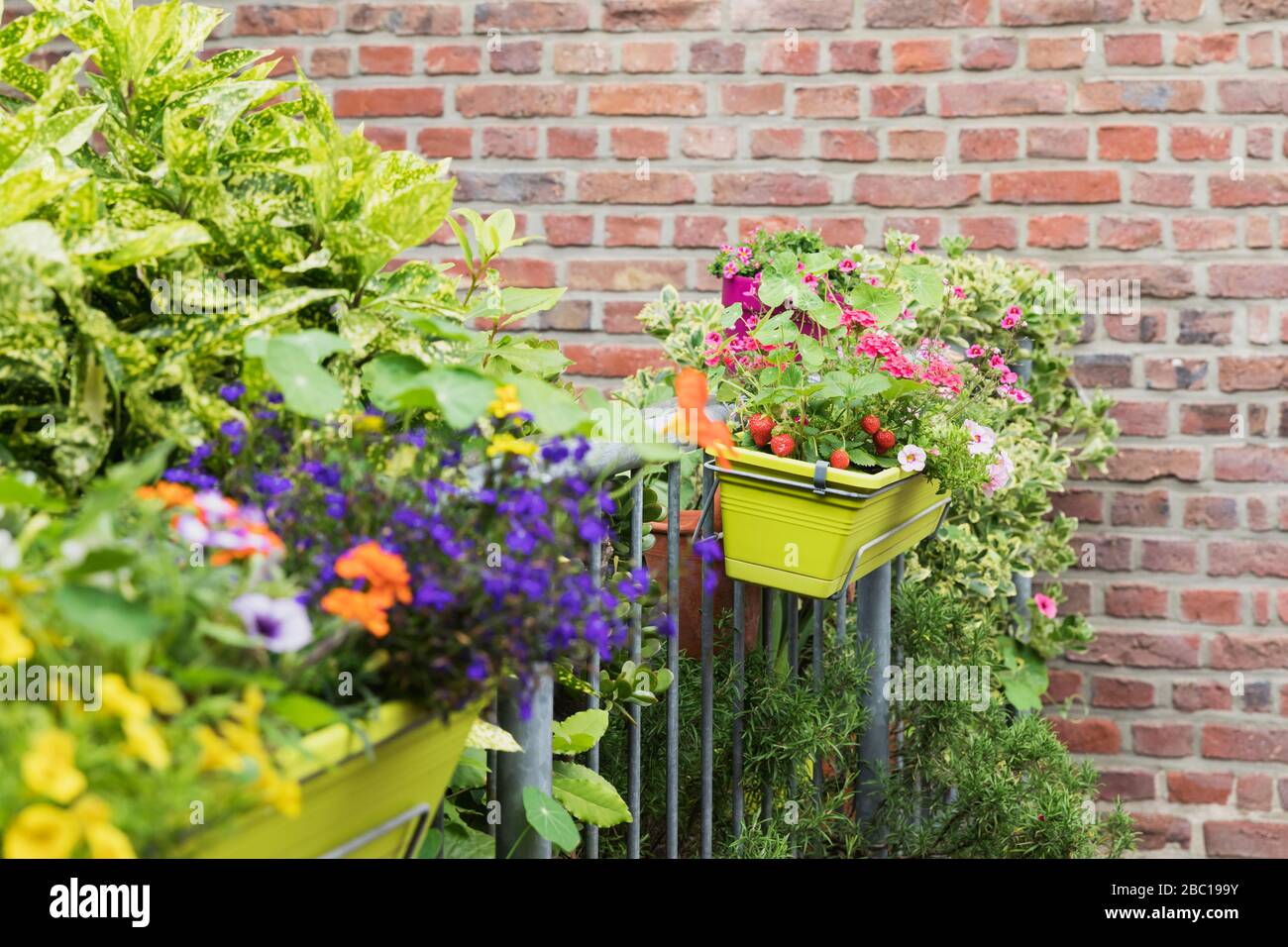 Strawberries and various flowers growing in window box during summer