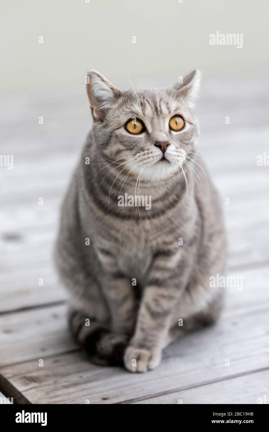 Germany, Portrait of gray British Shorthair cat sitting outdoors Stock Photo