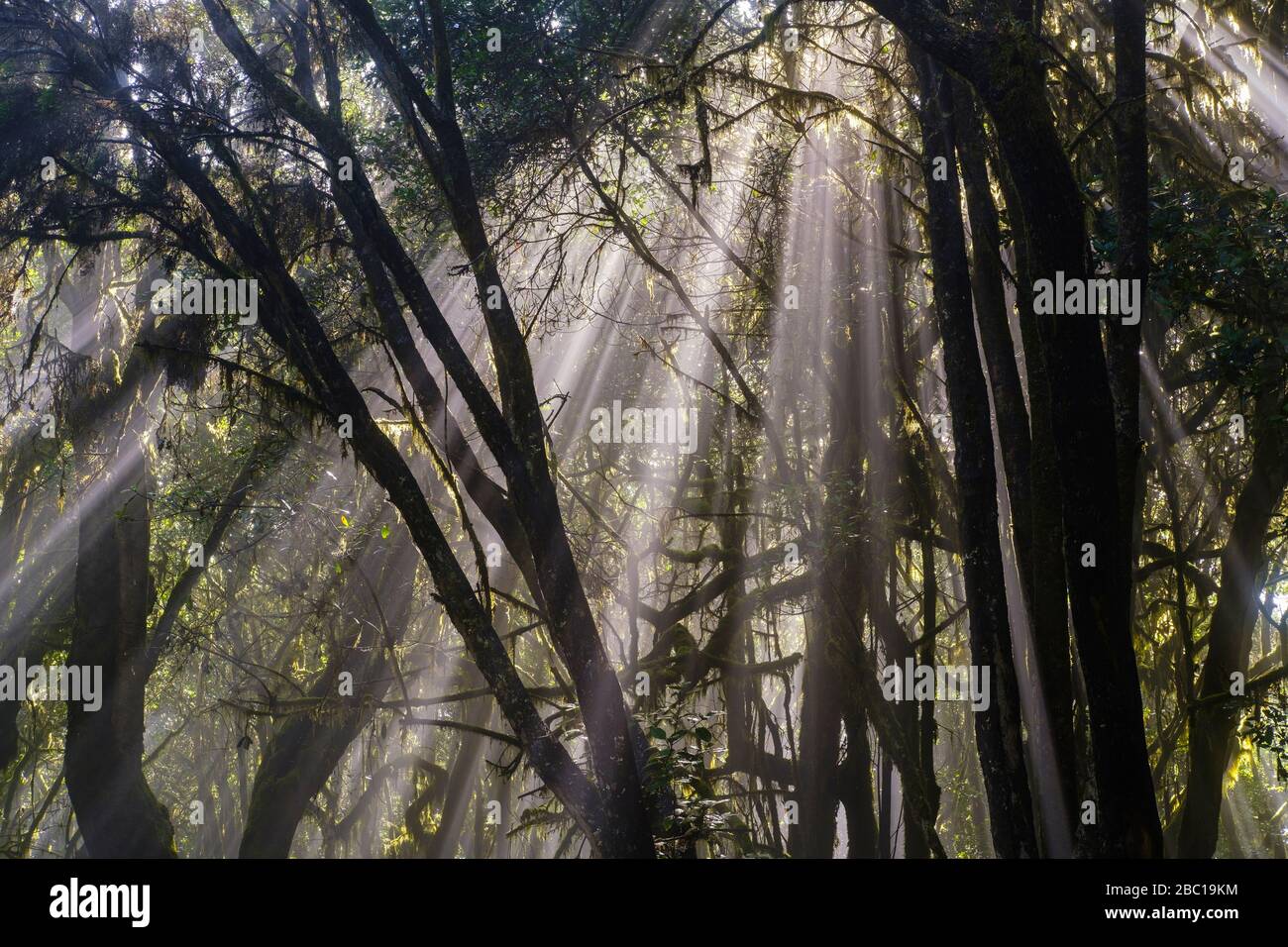 Sonnenstrahlen und bemooste Bäume im Nebelwald, Nationalpark Garajonay, La Gomera, Kanaren, Spanien Stock Photo