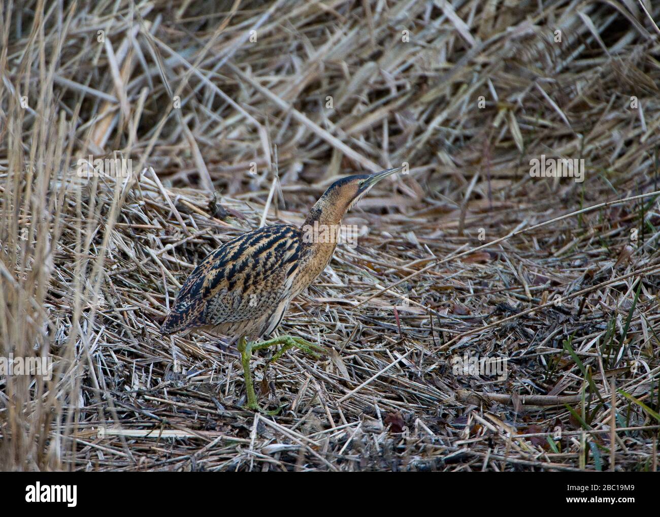 Wading through the reed beds hi-res stock photography and images - Alamy