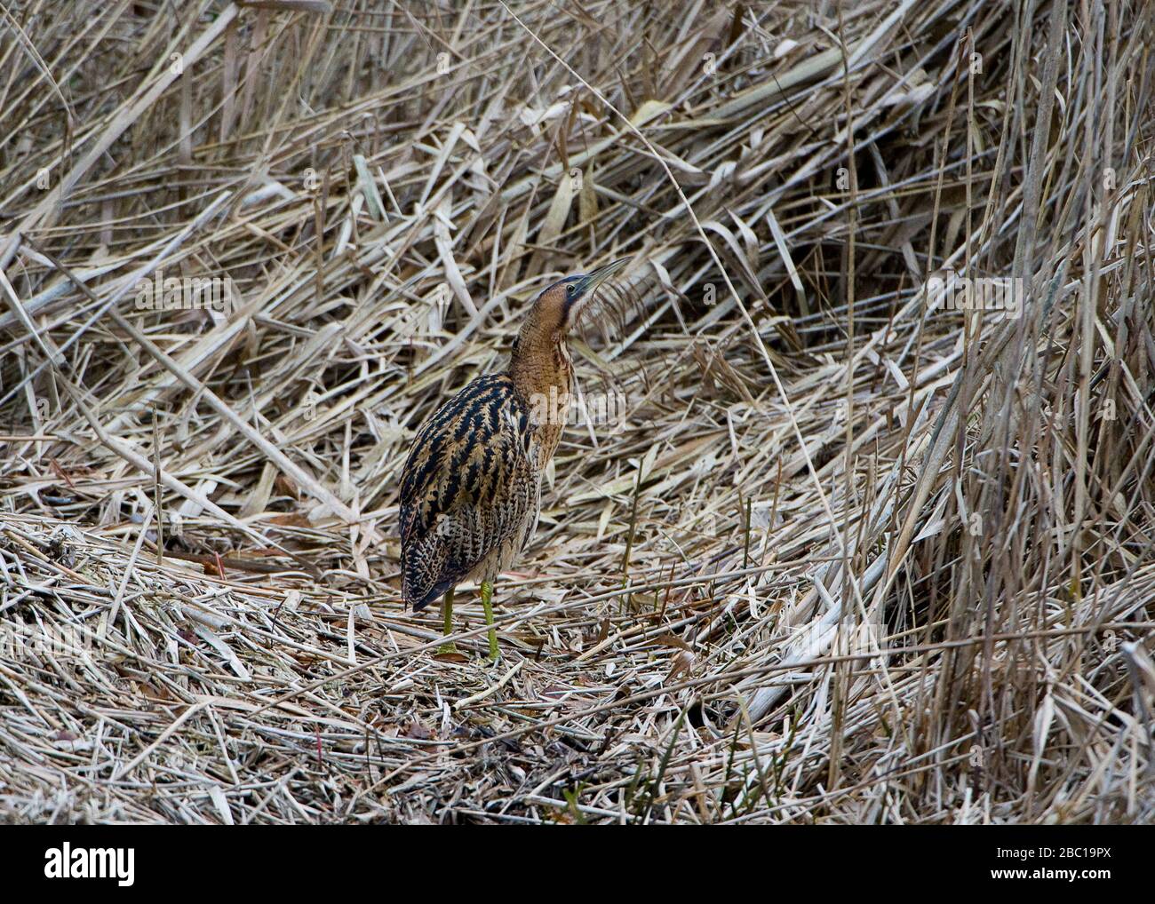 Bittern stalking in reed bed hi-res stock photography and images - Alamy