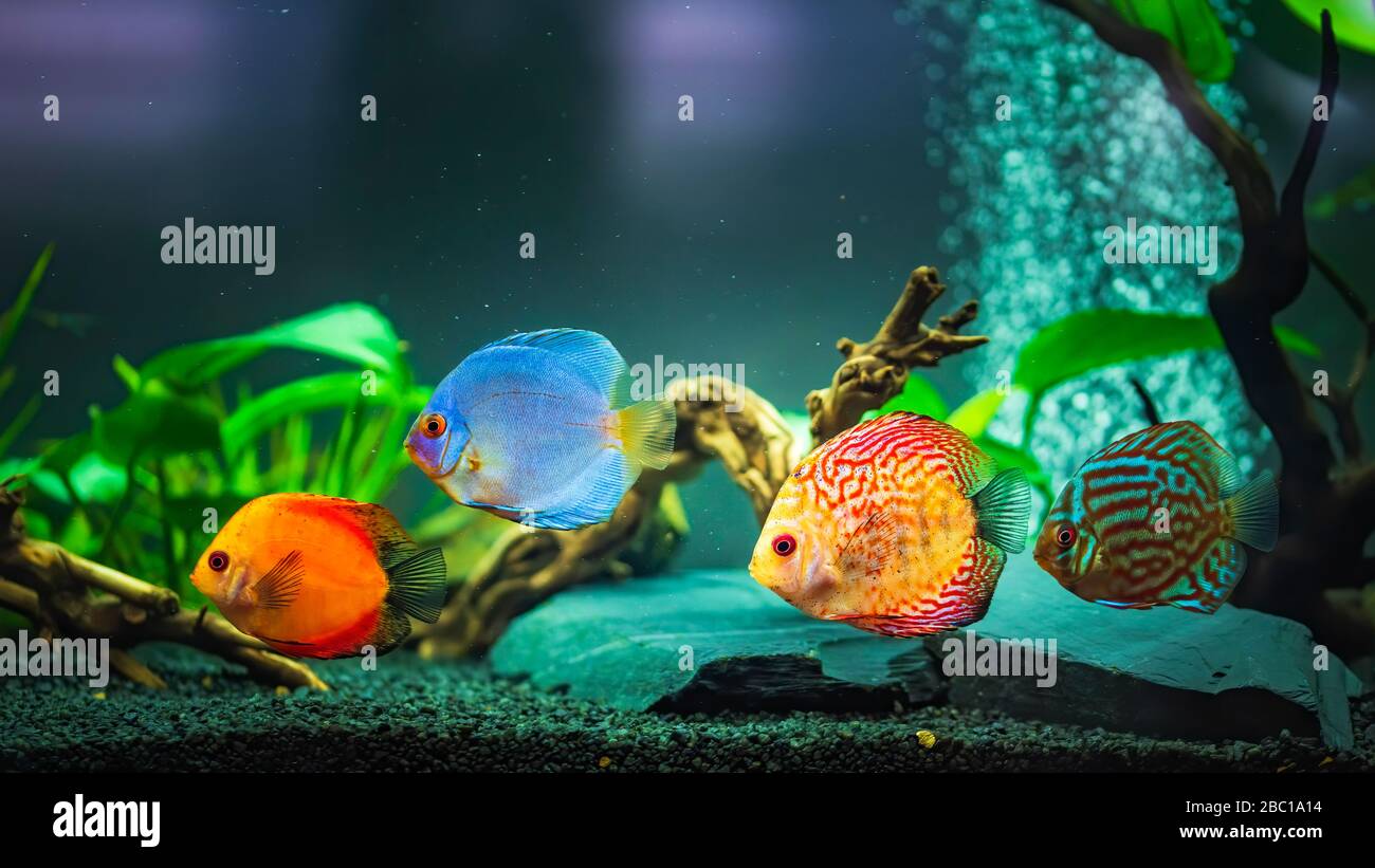Colorful fish from the spieces Symphysodon discus in aquarium. Closeup, selective focus. Stock Photo