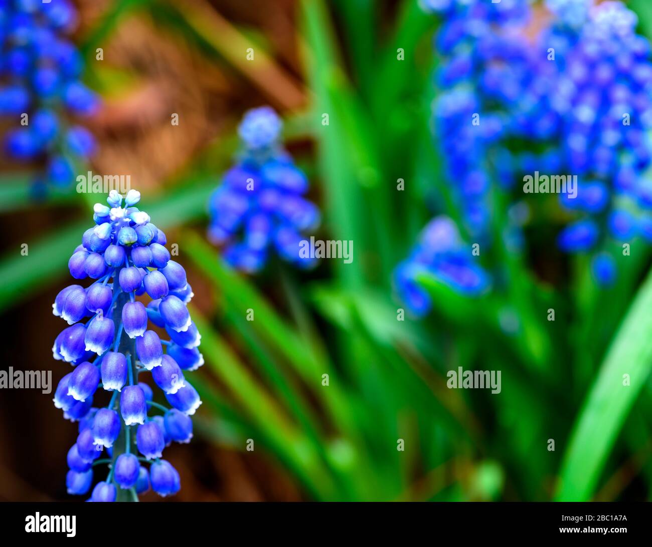 Spring time cluster of Muscari flowers with purple bell-shaped flowers and green stems Stock Photo