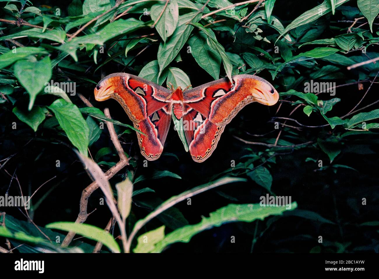 02 Apr 2020 Atlas moth or Attacus atlas is a large saturniid moth ...