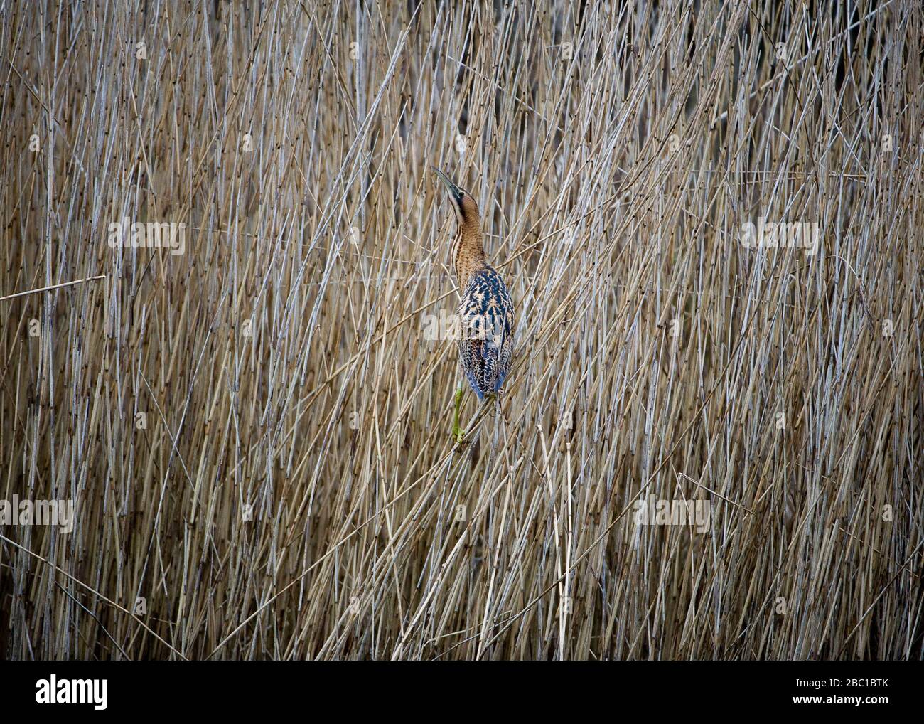 Wading through the reed beds hi-res stock photography and images - Alamy