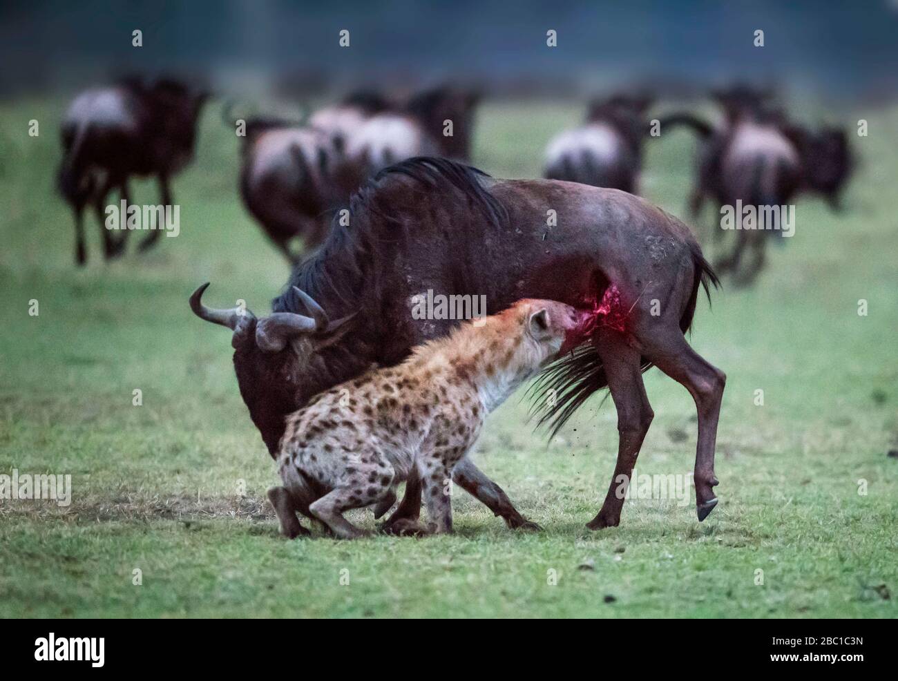 Graphic photos show the hyena tearing at the open wound. KENYA: PHOTOGRAPHER captures the animal kingdom?s David and Goliath as a hyena takes down a w Stock Photo
