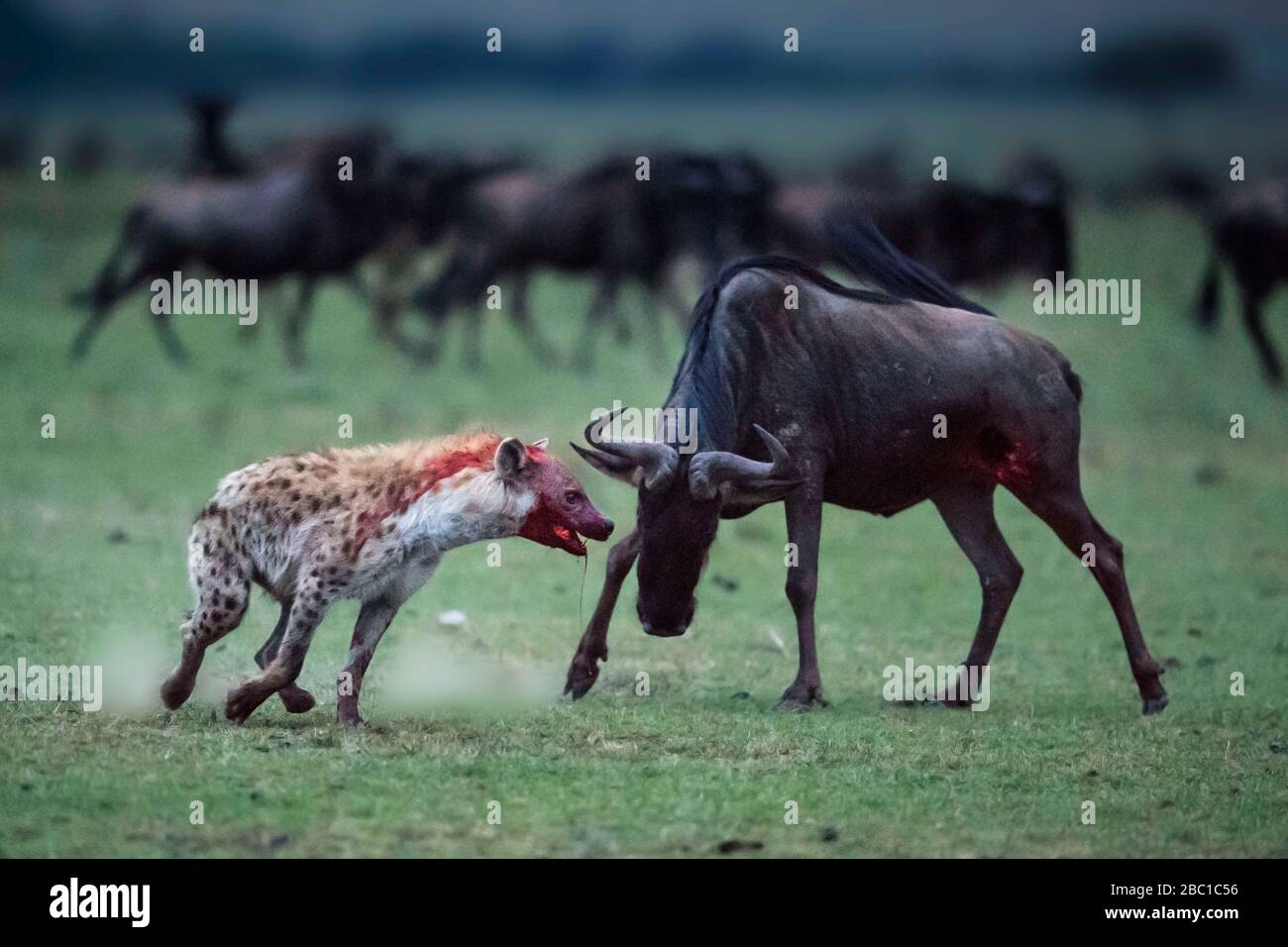 Remarkably, the wildebeest rallied for one last attempt to fight off its deadly attacker. KENYA: PHOTOGRAPHER captures the animal kingdom?s David and Stock Photo