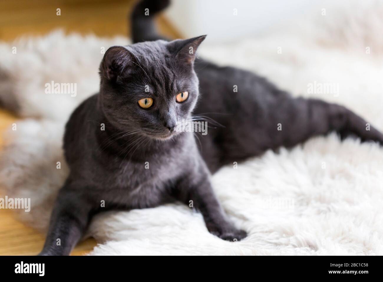 Germany, Portrait of black British Shorthair cat relaxing on animal ...