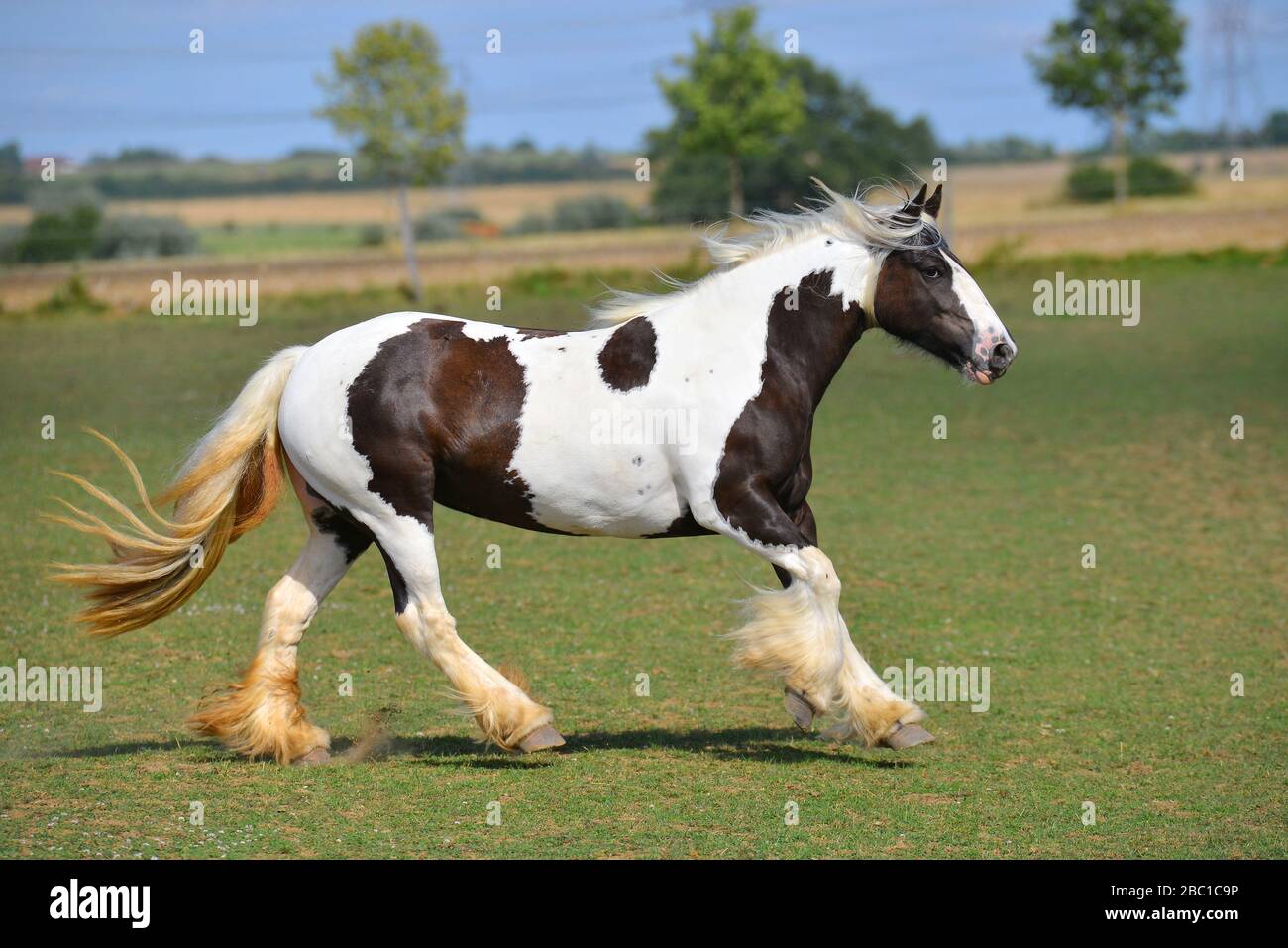 Pinto Irish cob horse running in gallop over the field. Horizontal, side view, in motion. Stock Photo