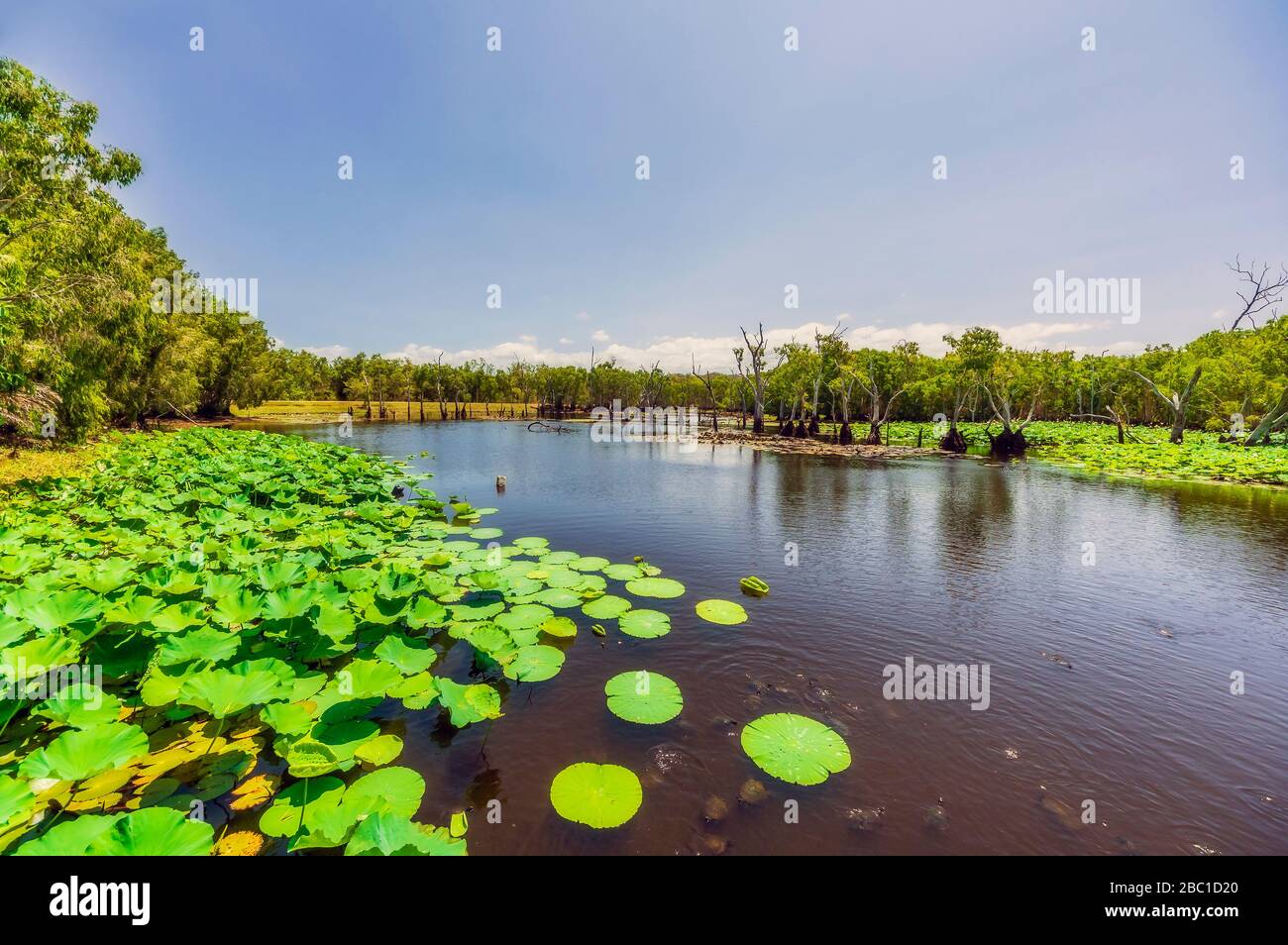 Australia, Queensland, Water lilies growing on lakeshore in summer