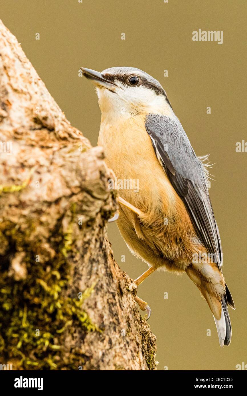 A European nuthatch in springtime in mid Wales Stock Photo