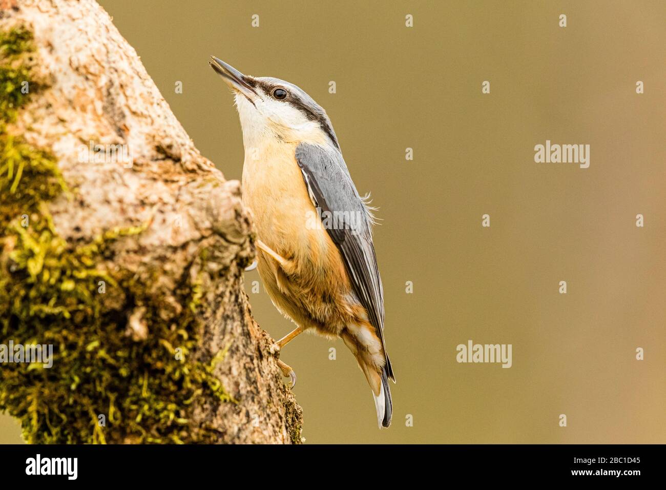 A European nuthatch in springtime in mid Wales Stock Photo