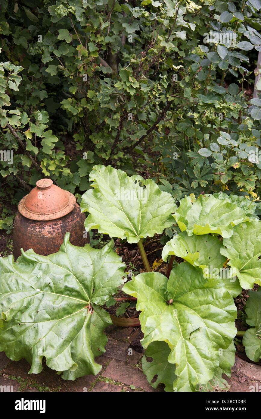 Terracotta rhubarb forcing pot in a bed of rhubarb. Stock Photo