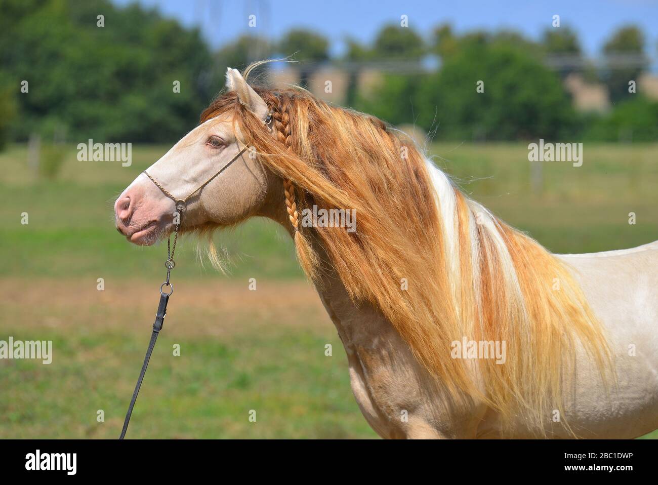 Cremello pinto Irish cob stallion stands in the field in summer. Portrait in show halter. Stock Photo