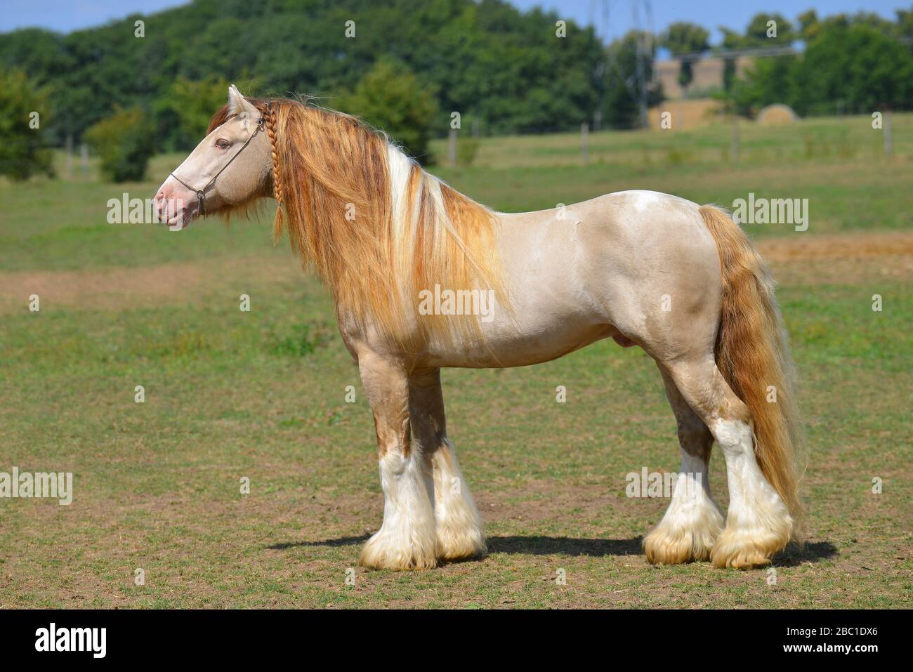 Cremello pinto Irish cob stallion stands in field in summer. Horizontal, side view, exterior. Stock Photo