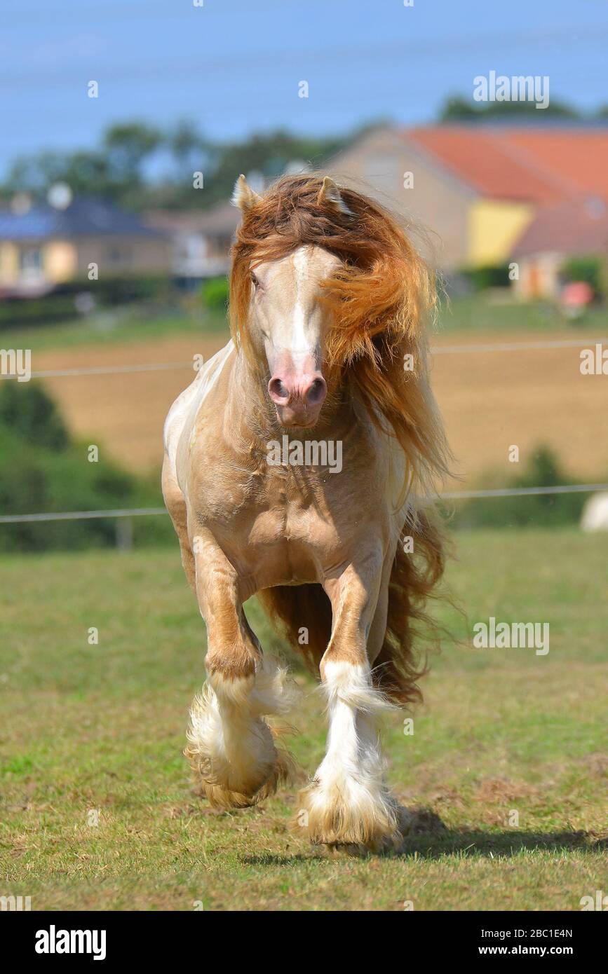 Cremello pinto Irish cob stallion runs in trot through field in summer. Portrait, front view, in motion. Stock Photo