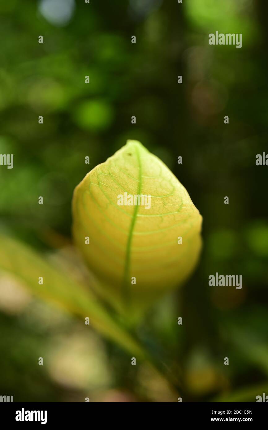 Tree background hd hi-res stock photography and images - Alamy