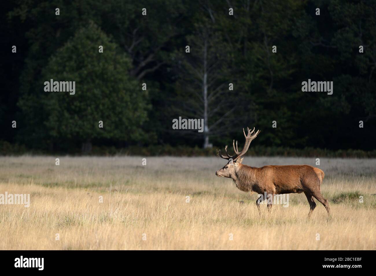Red deer stag in Richmond Park. Stock Photo