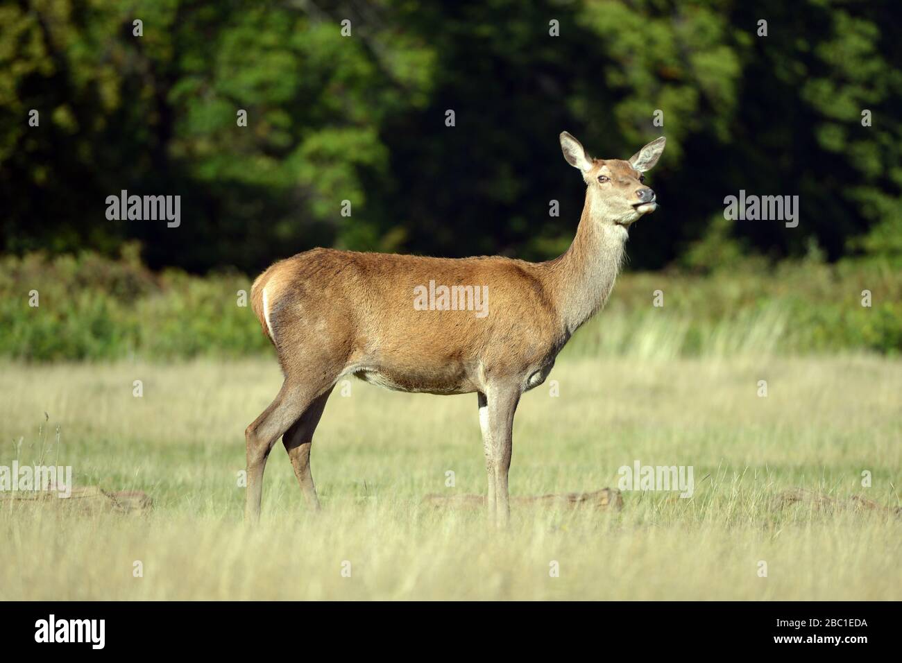 Red deer in Richmond Park, London, UK Stock Photo
