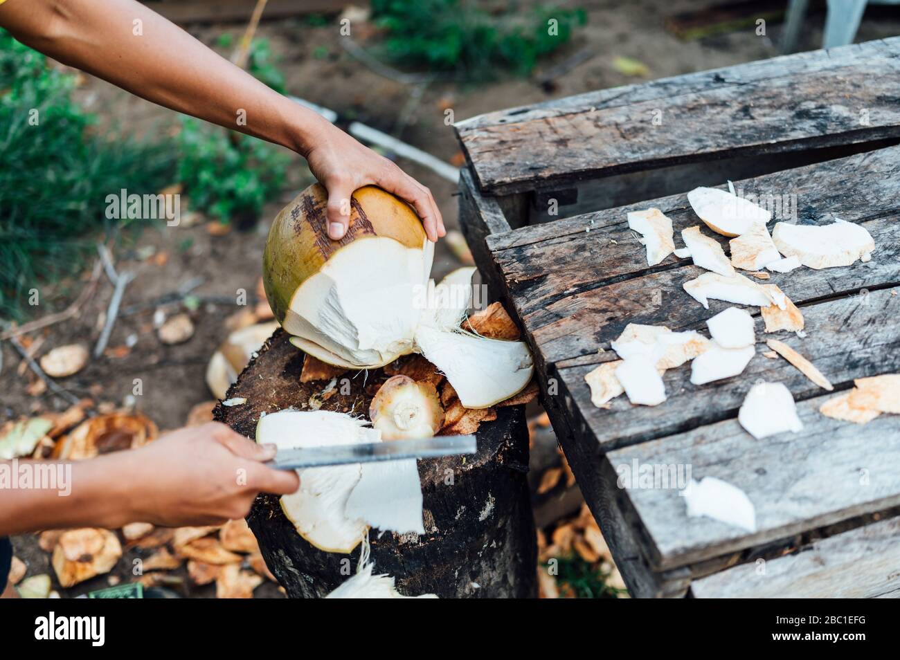 Crop view of young man opening coconut, Borneo Island, Malaysia Stock Photo