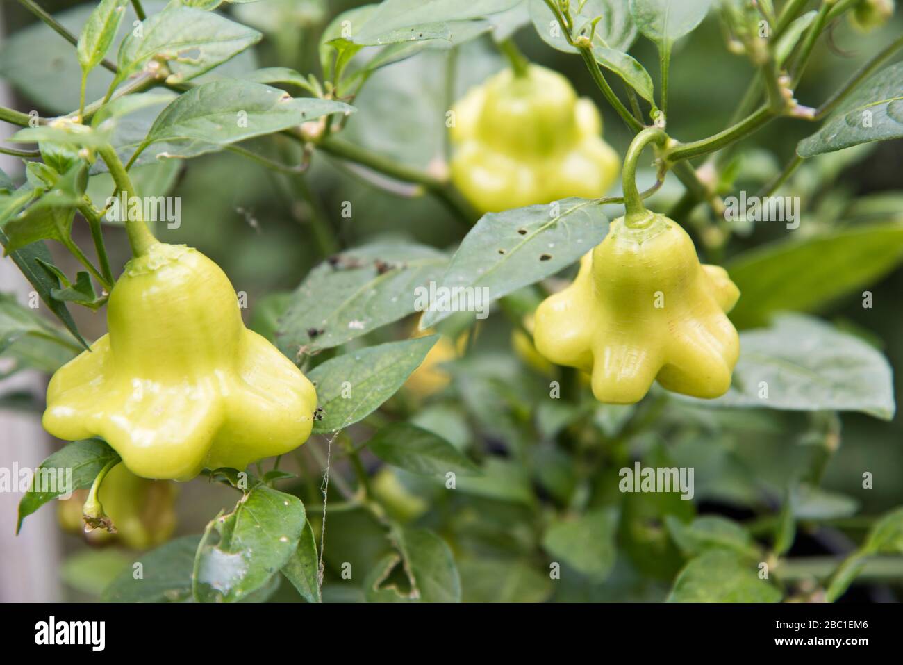chilli aji wrecking ball Stock Photo