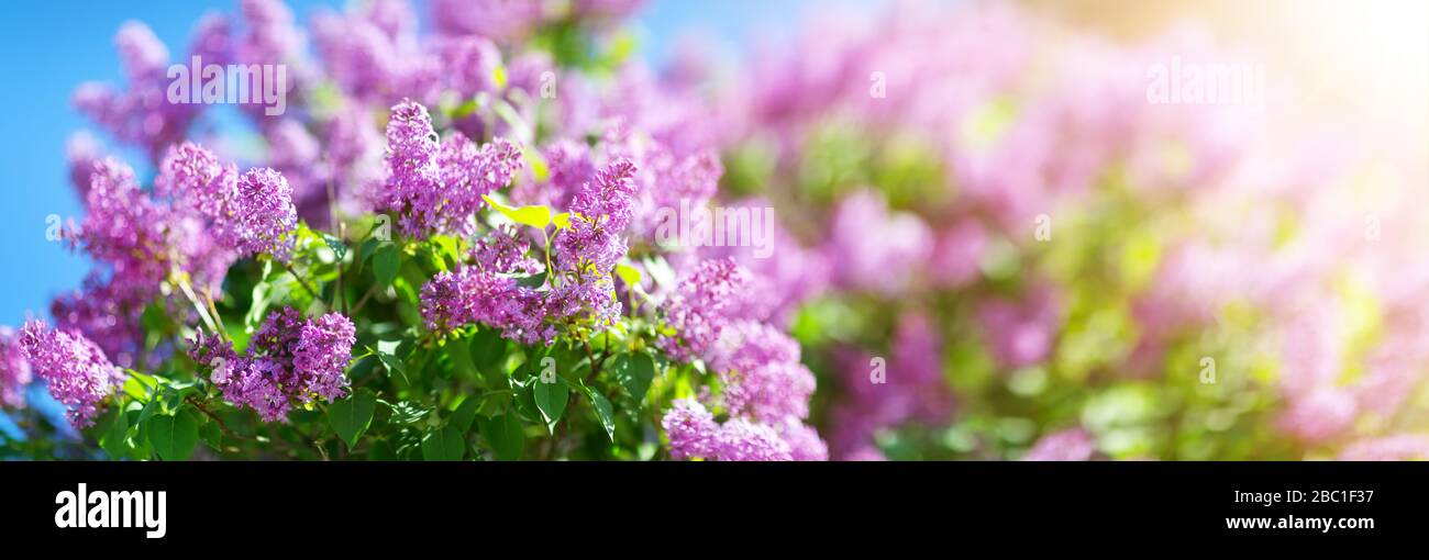 Lilac flowers blooming outdoors with spring blossom Stock Photo