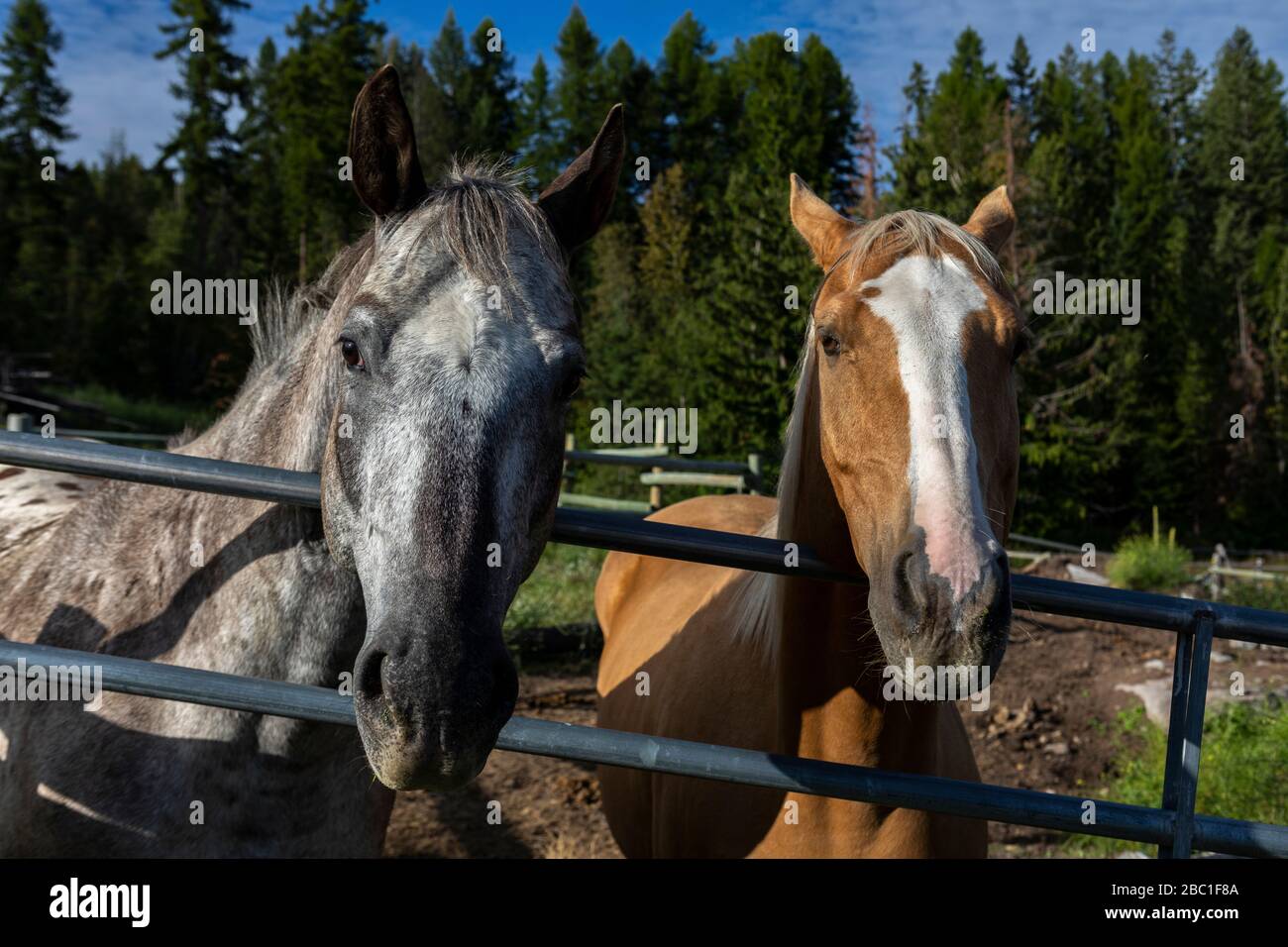 Appaloosa horses at the Myra Canyon Ranch, Kelowna, BC, Canada Stock