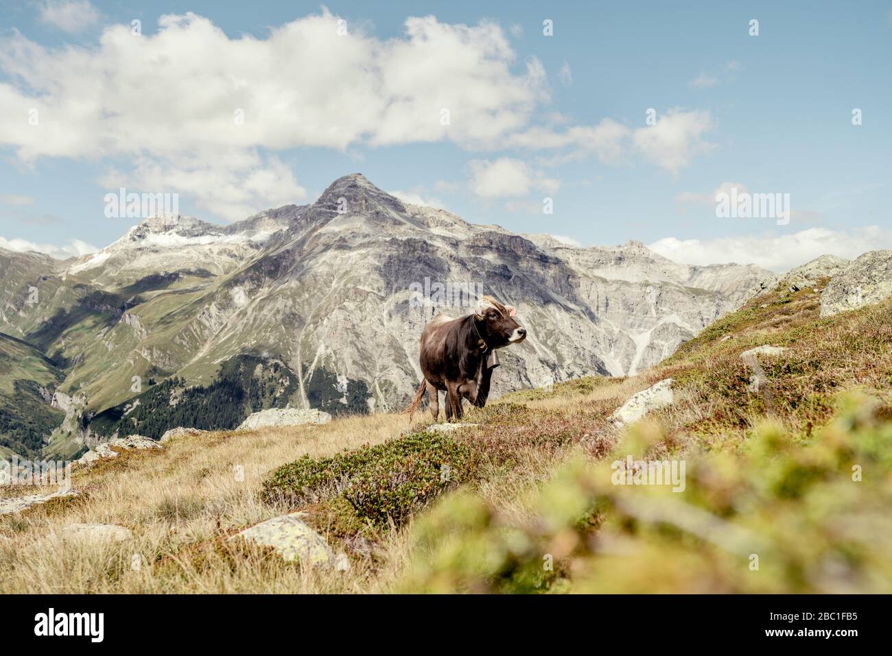 Cow on an Alpine meadow, Graubuenden, Switzerland Stock Photo - Alamy