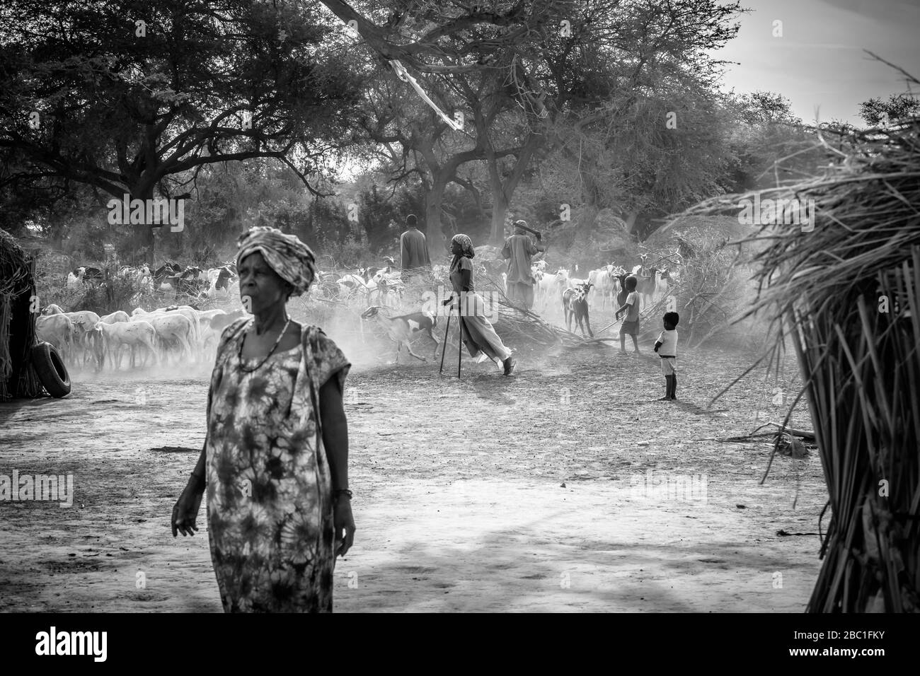 GOATS AND GOATHERD COMING BACK TO THE MEADOW AFTER THE TRANSHUMANCE, GOUMEL, FULANI VILLAGE OF PASTORAL NOMADS, SENEGAL, WEST AFRICA Stock Photo