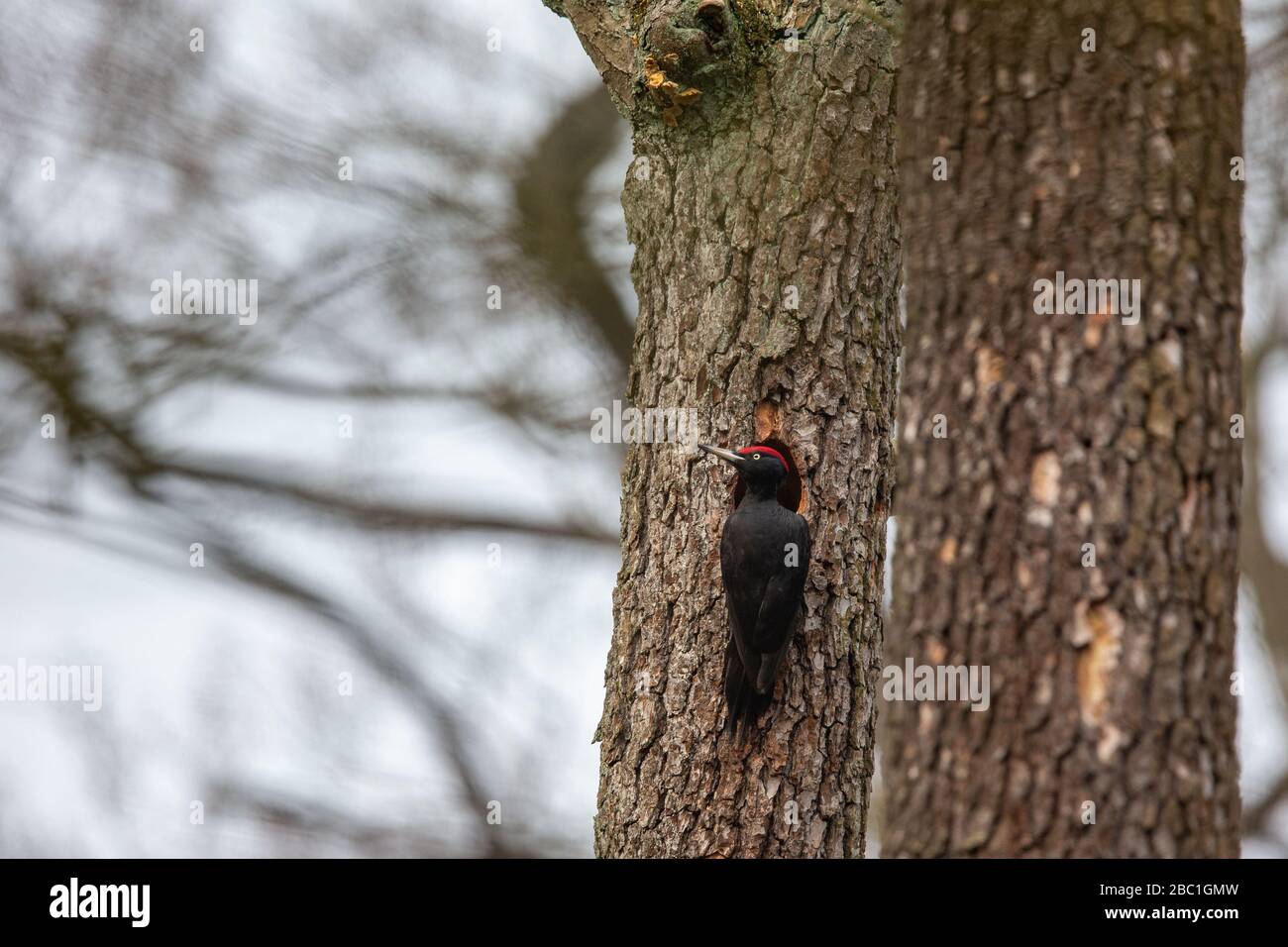 Black woodpecker (Dryocopus martius) at its nesting hole in the nature protection area Moenchbruch near Frankfurt, Germany. Stock Photo