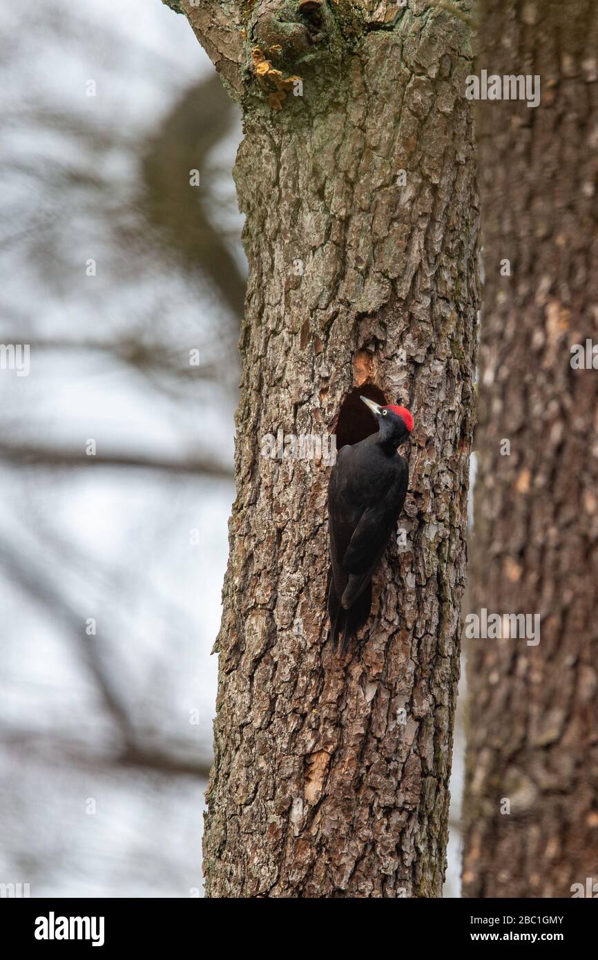Black woodpecker (Dryocopus martius) at its nesting hole in the nature protection area Moenchbruch near Frankfurt, Germany. Stock Photo