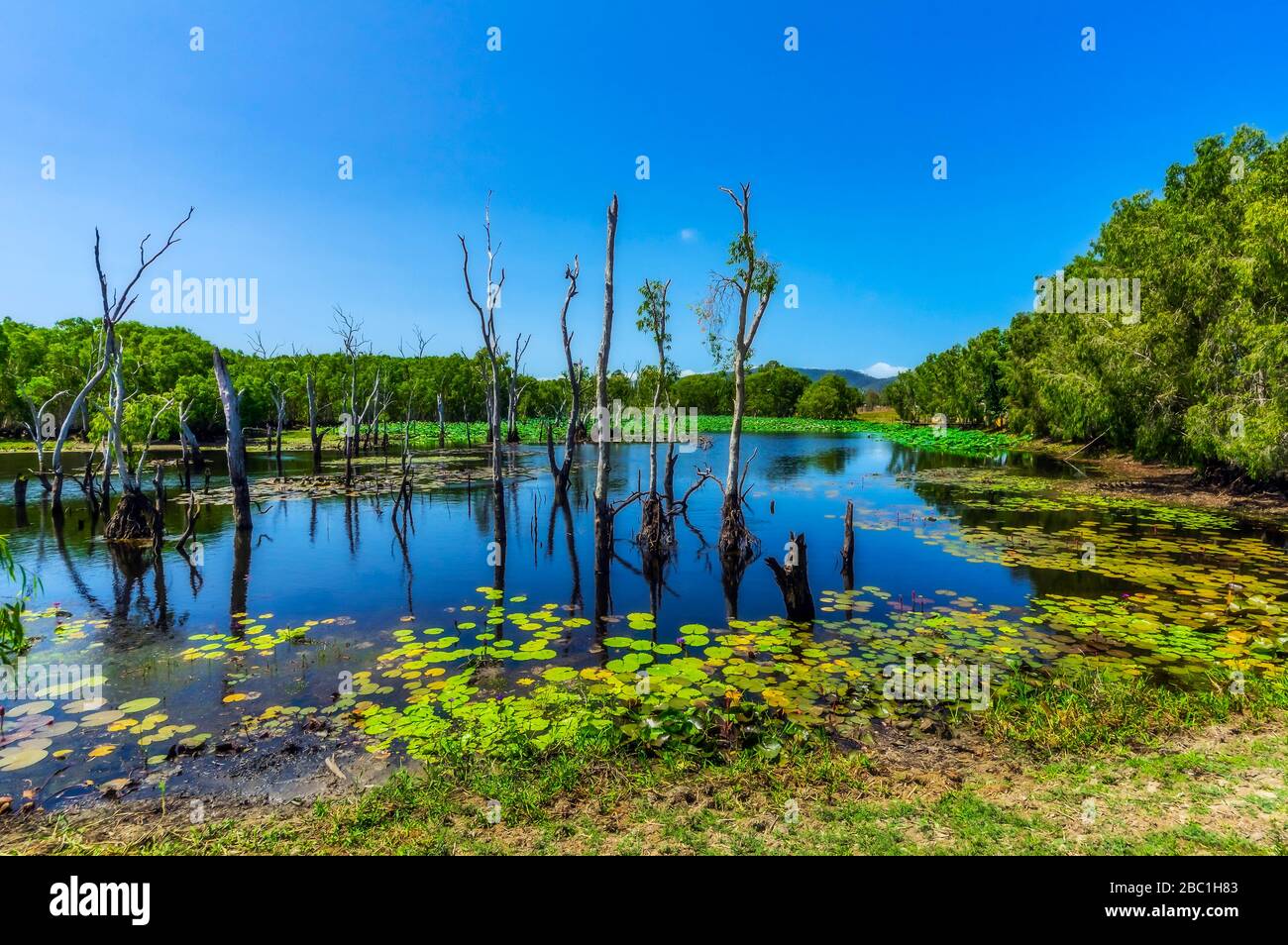 Australia, Queensland, Water lilies and dead trees in summer lake Stock Photo