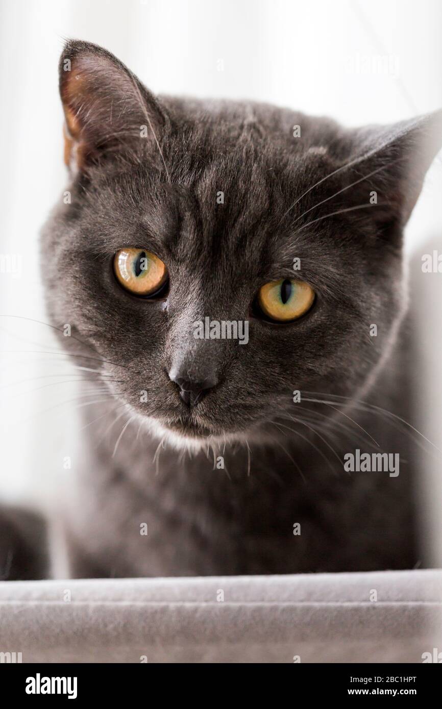 Germany, Portrait of black British Shorthair cat looking straight at camera Stock Photo