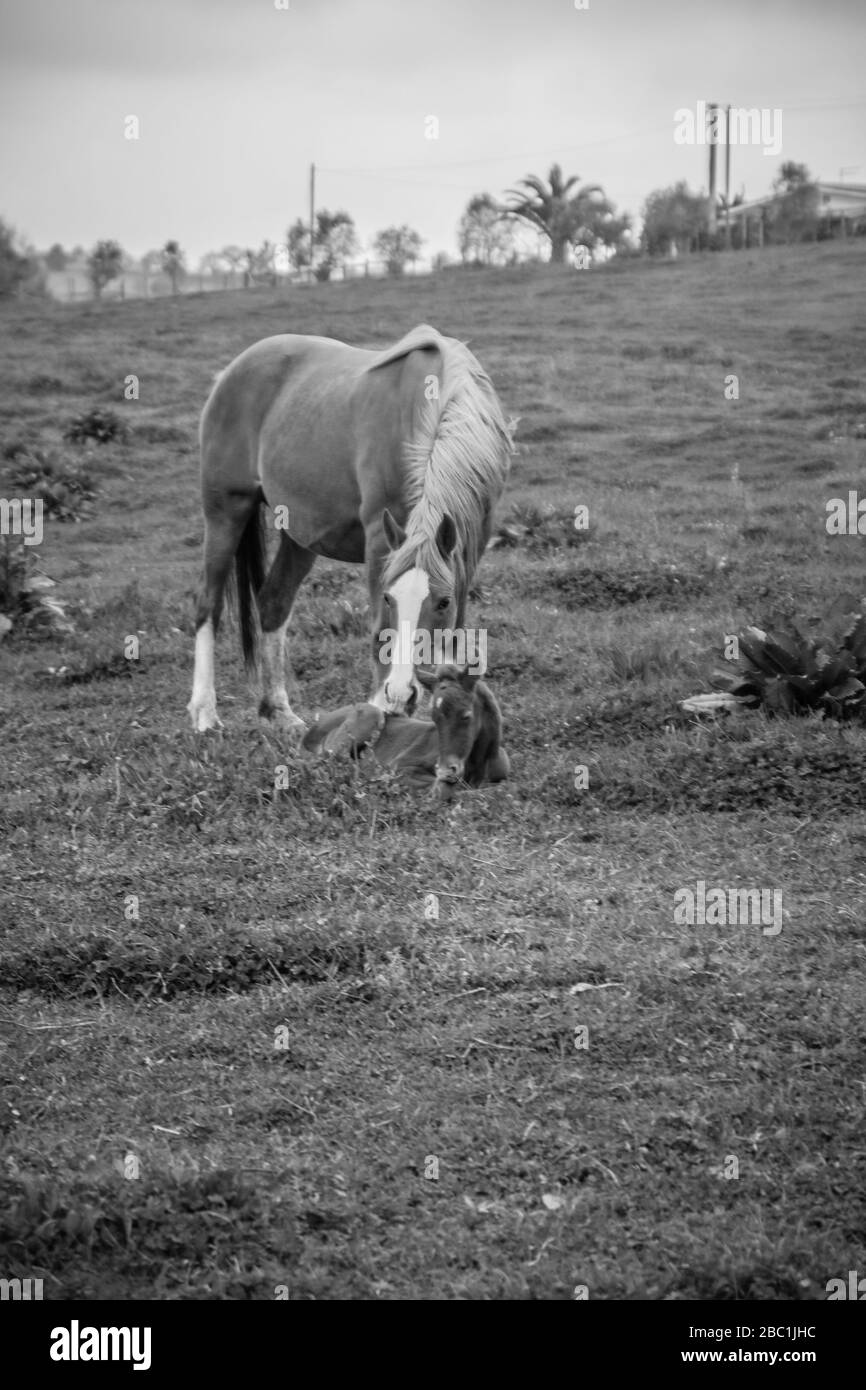 Horses and their colts in freedom Stock Photo