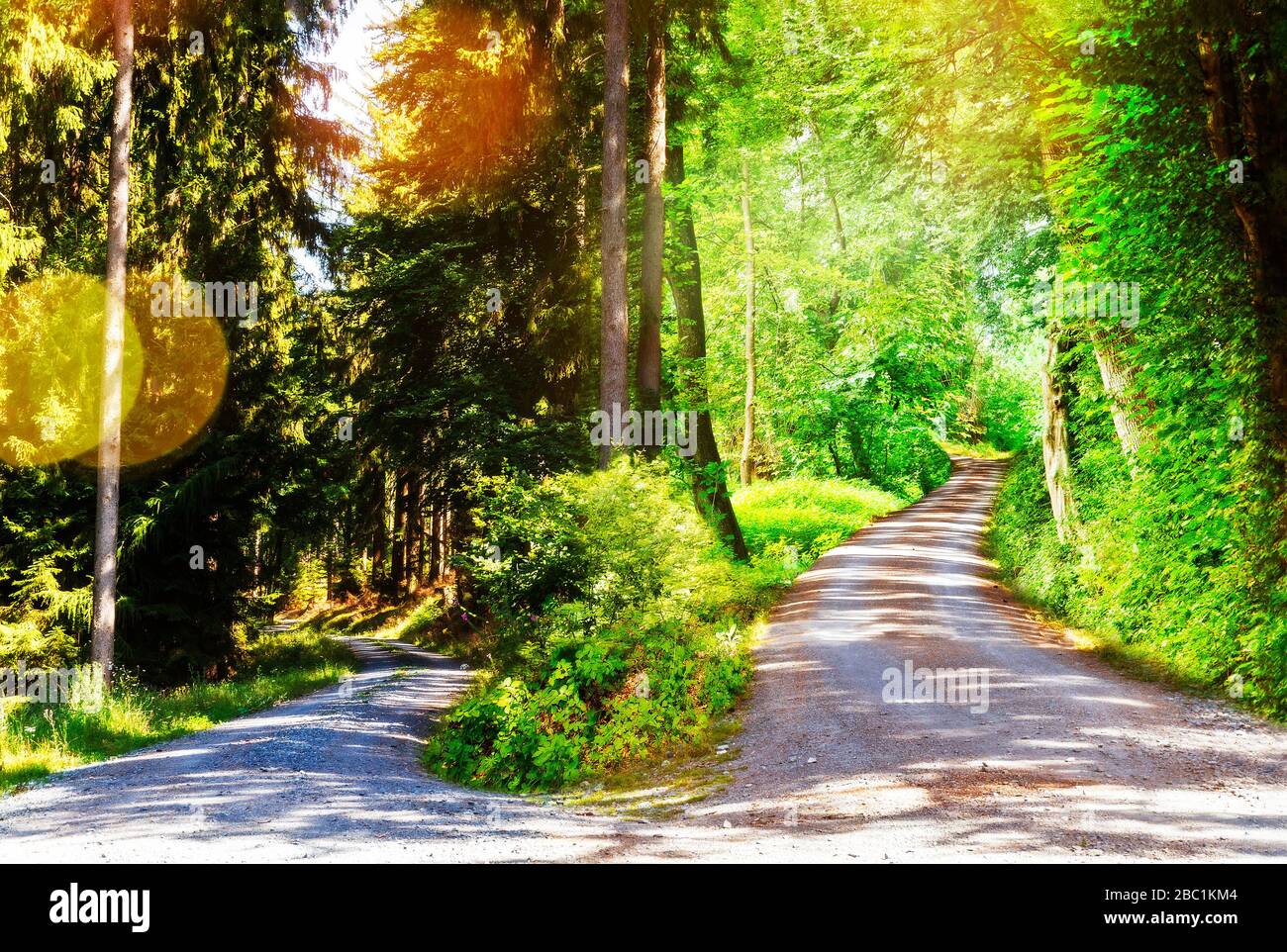 Two paths in the forest lead in different directions Stock Photo