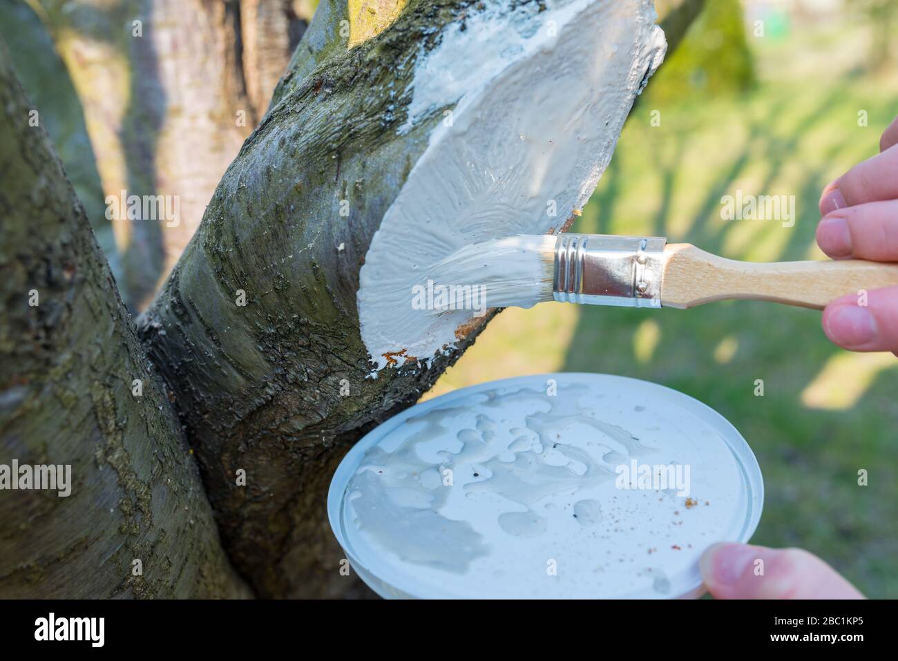 Gardener pruning fruit tree hi-res stock photography and images - Alamy