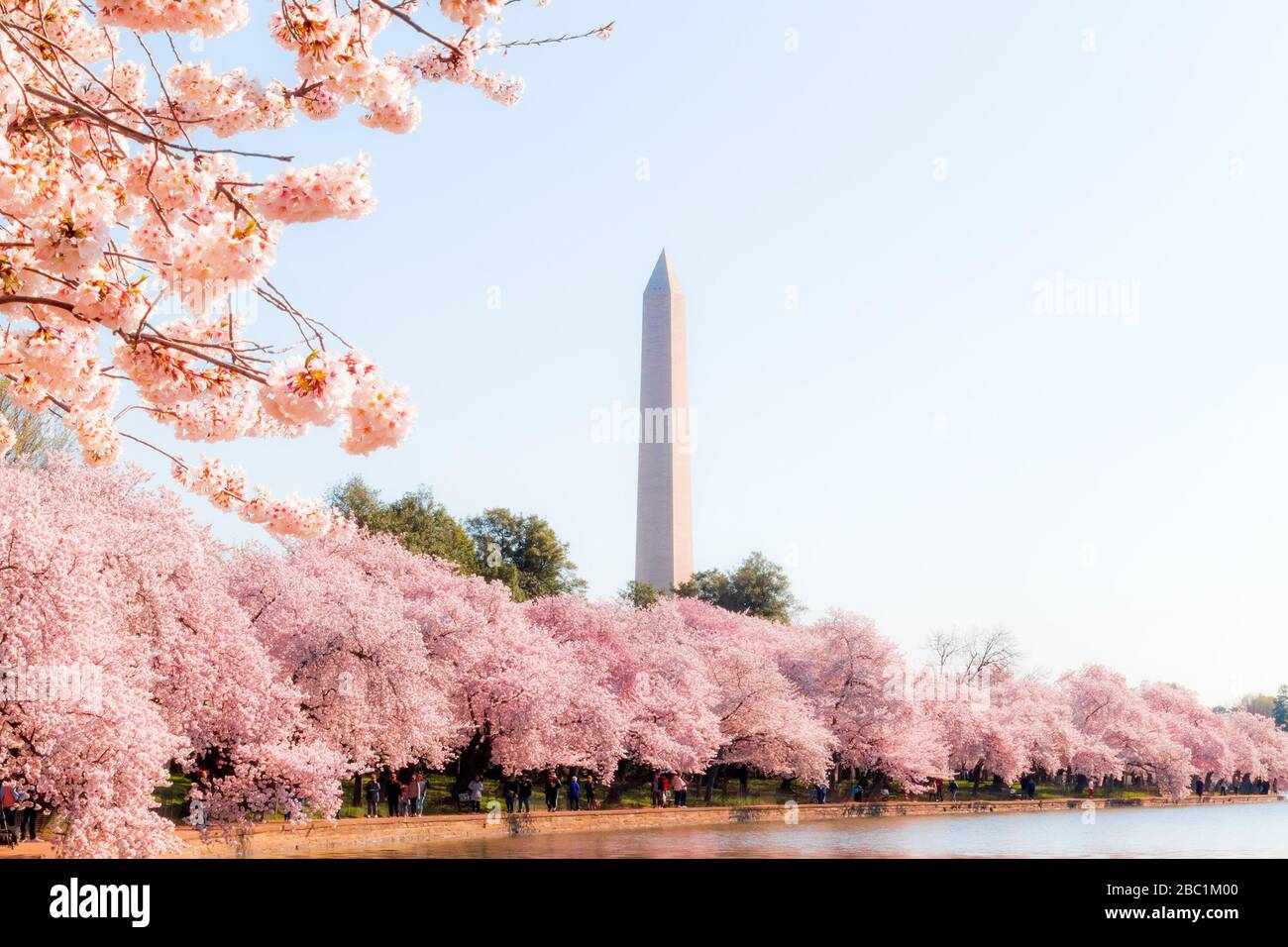 Washington DC April 3, 2019 Cherry blossom festival with Washington